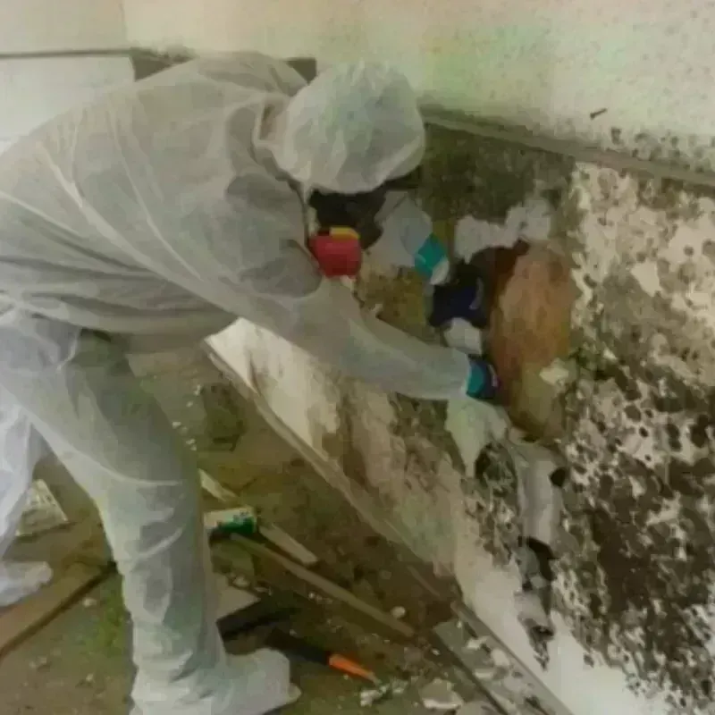 Mold Remediation and Removal in Winsted, CT